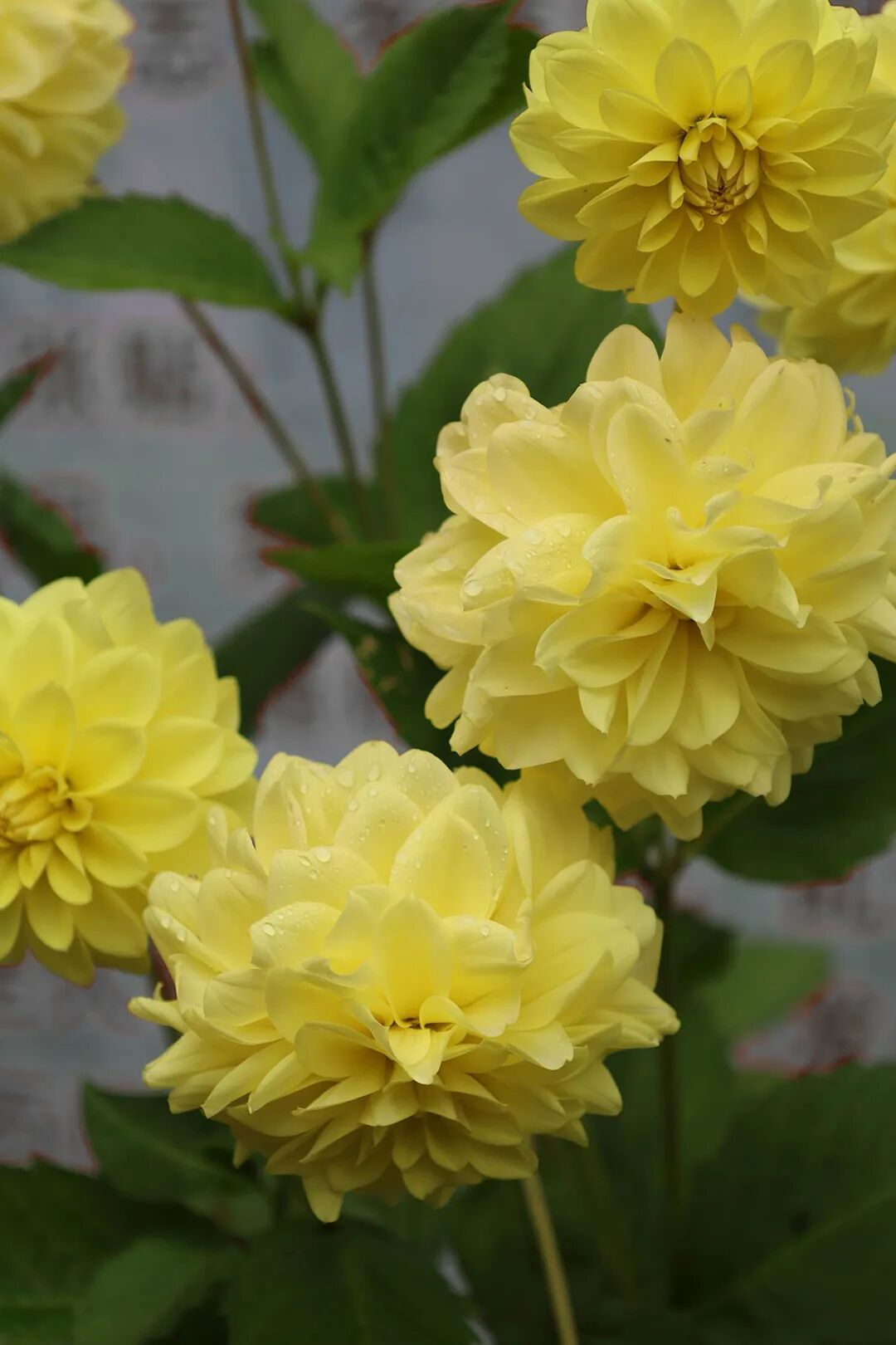 1759989714131870.png 1759989714131870.png